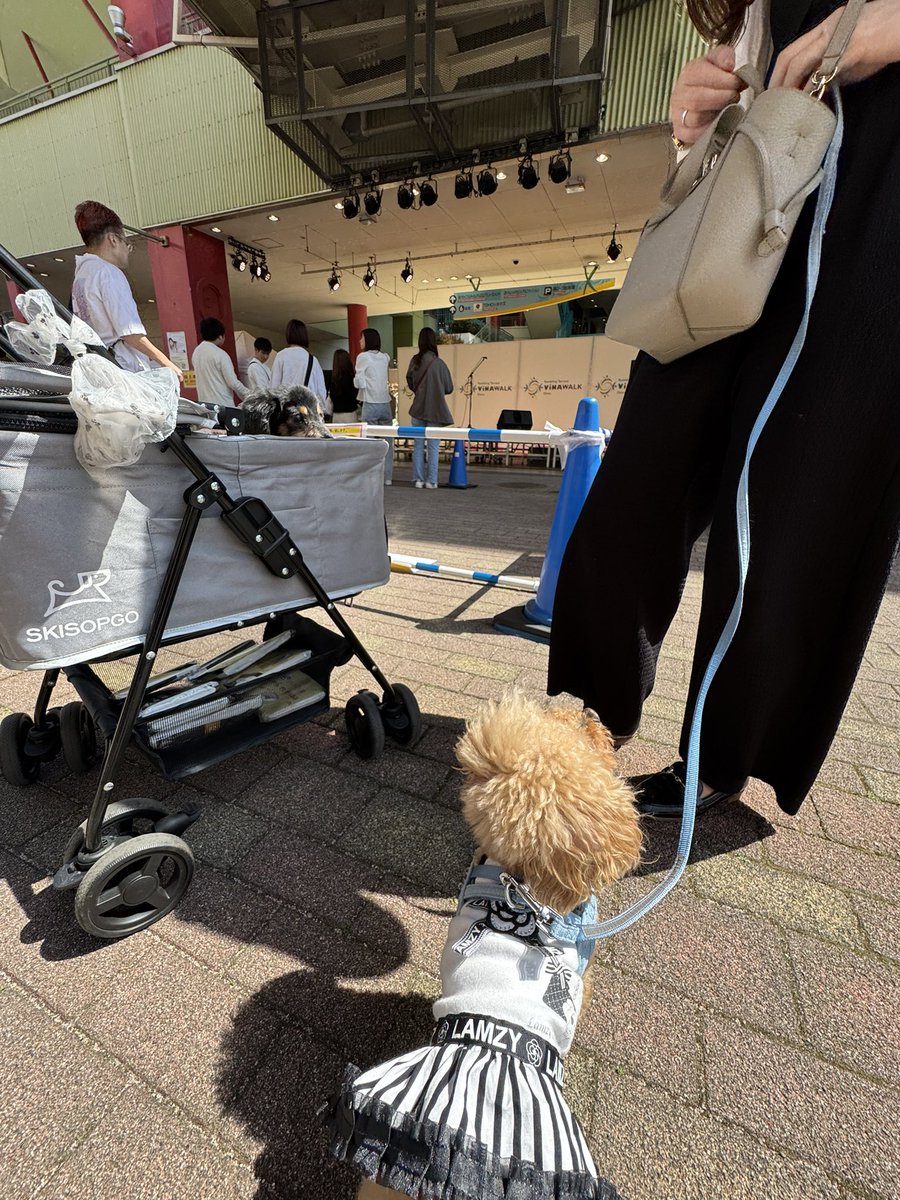 junmiwa22love's tweet photo. 愛犬達とリリイベ来た https://t.co/qlxWlY4Al0