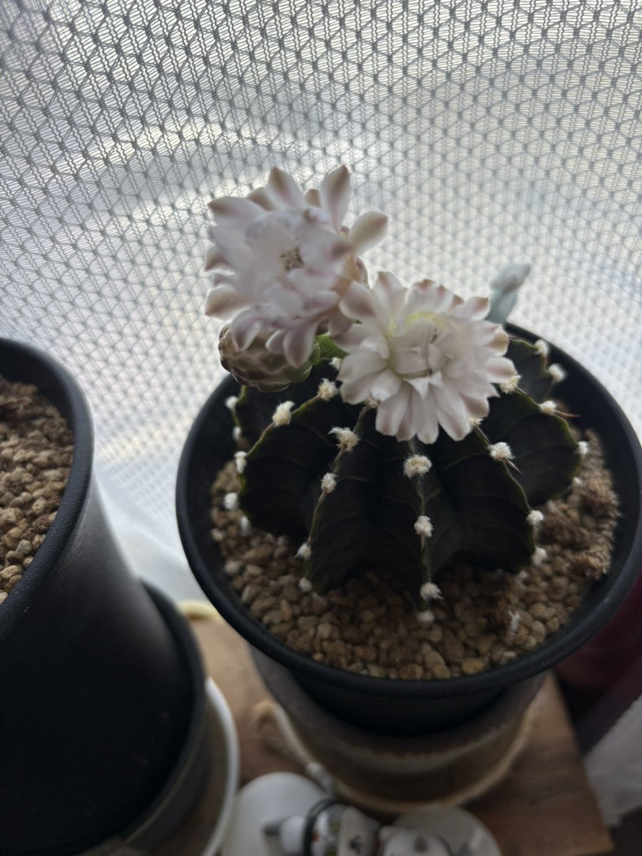 Silver_mm1972's tweet photo. サボテンの花🌼が咲いた
#サボテン
#緋牡丹錦
#LB2178 https://t.co/TdtqGyj4Gs