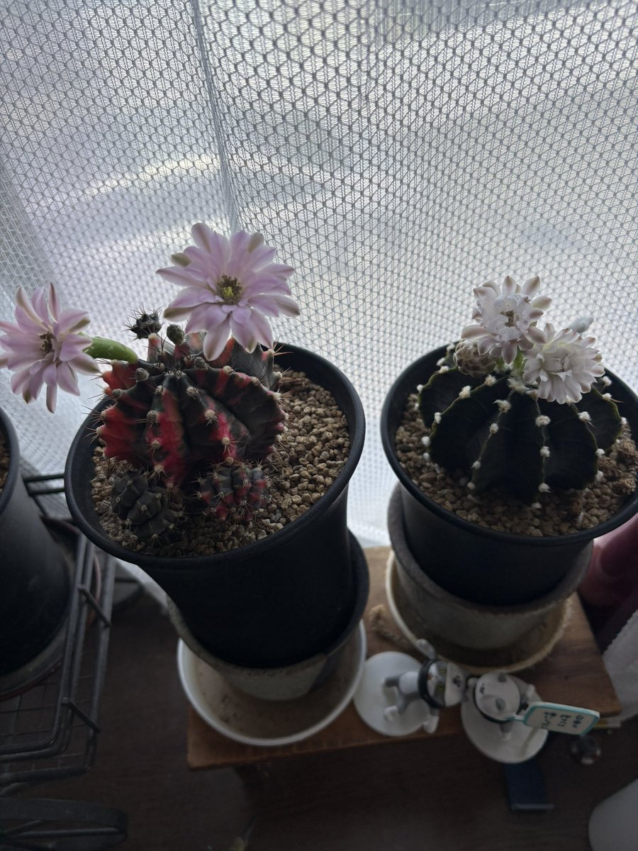 Silver_mm1972's tweet photo. サボテンの花🌼が咲いた
#サボテン
#緋牡丹錦
#LB2178 https://t.co/TdtqGyj4Gs