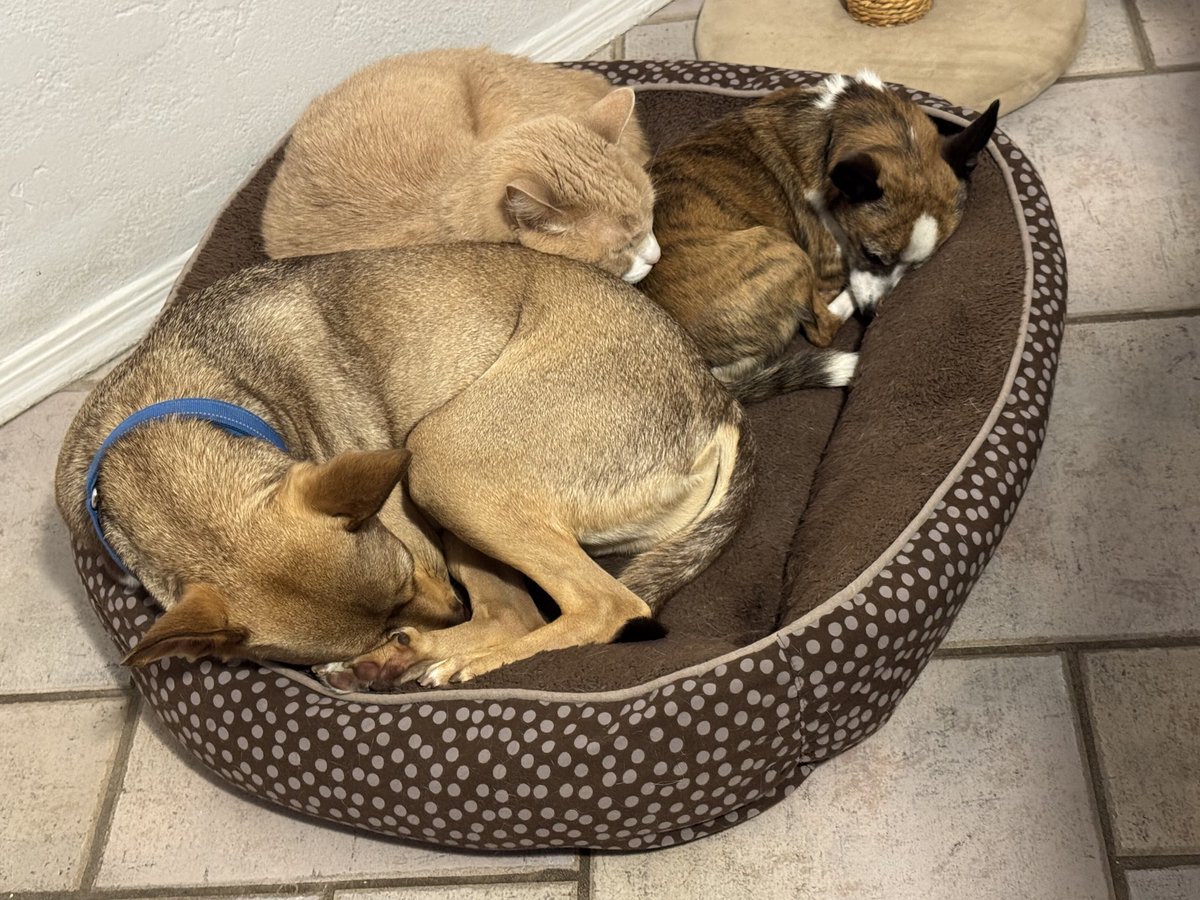 GoodBrue's tweet photo. Dog pillows for the cat https://t.co/184X6KzNmZ
