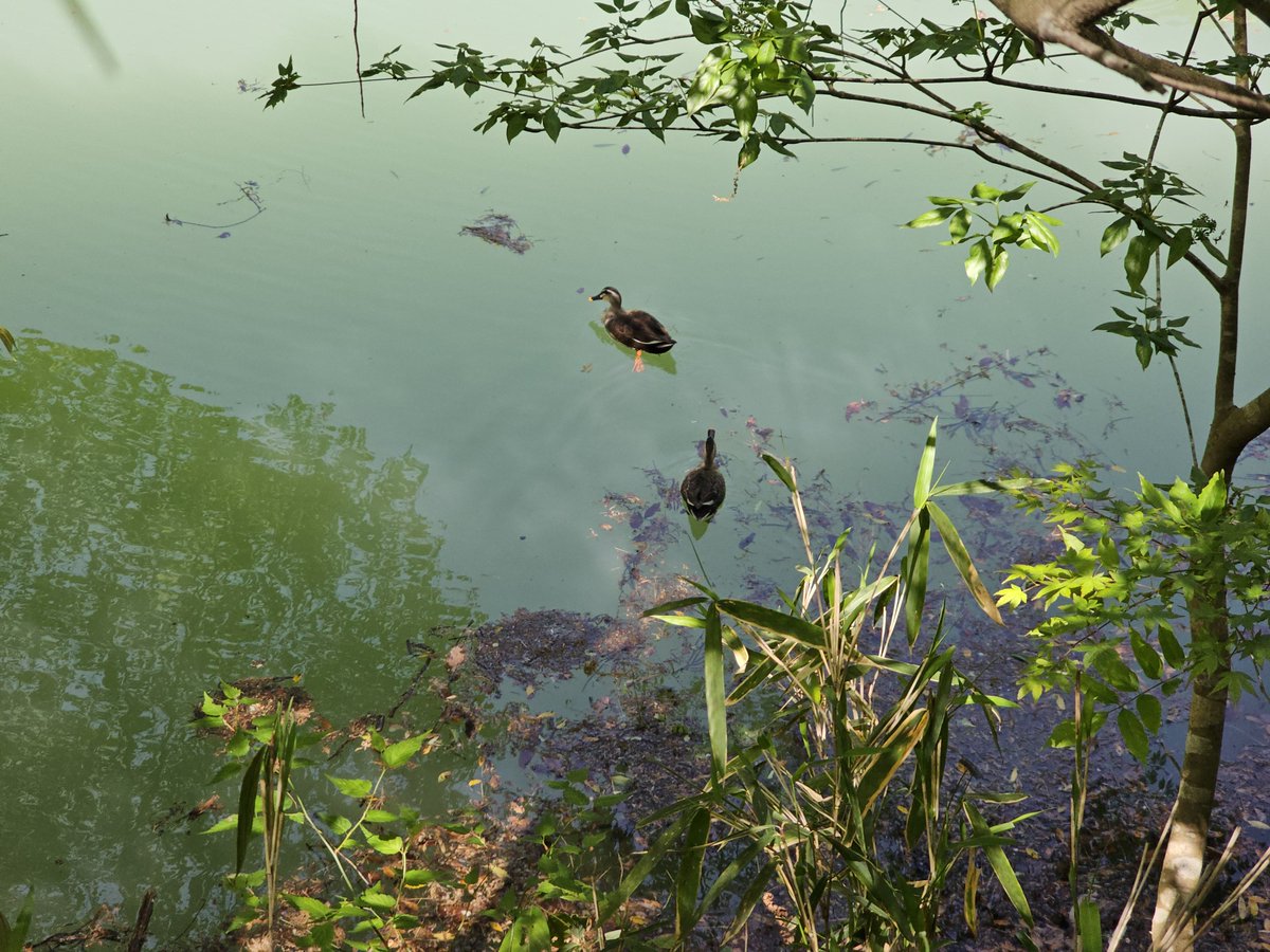 GF_Drive's tweet image. 松尾池 水溜まってきたね〜😙