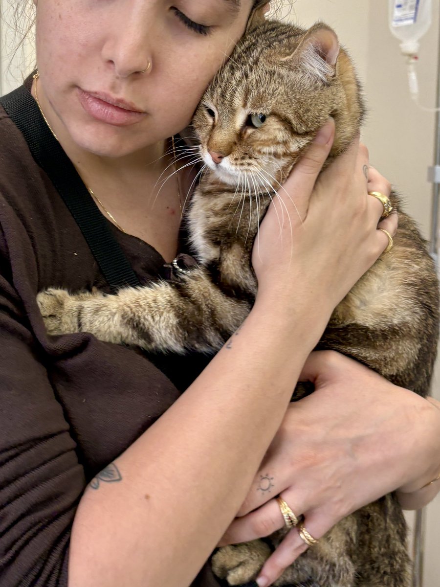 malsahaf's tweet photo. Cat looking for an adopter or foster URGENTLY! #riyadh قط محتاج متبني او أحد يهتم فيه مؤقتا عاجلا #الرياض #الرياض_الان #الرياض_اليوم #قطط_للتبني https://t.co/E6df4G1lON
