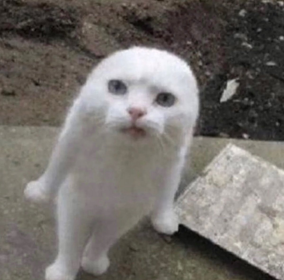 Punch Cat tweet media