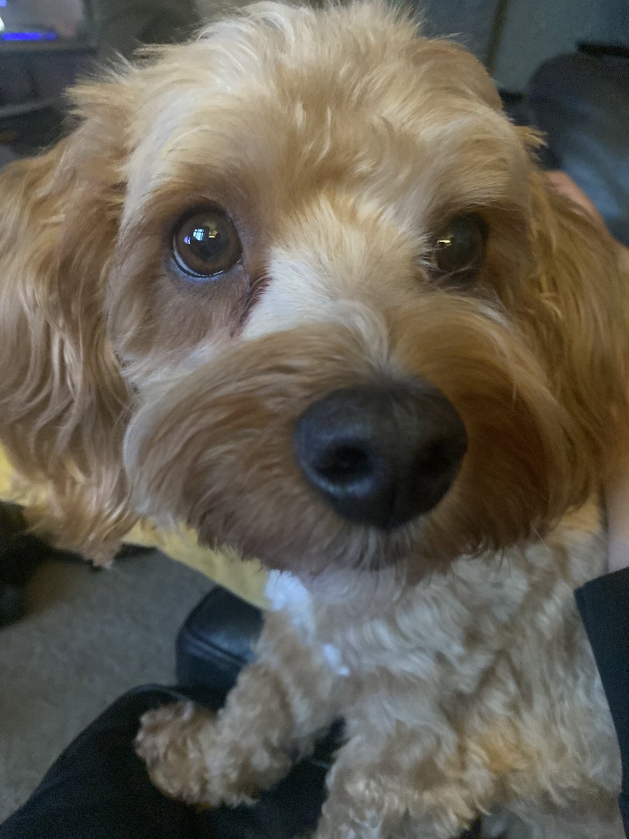 Sphoenix- Nic Owen 👂🏼 (@sphoenix78) on Twitter photo This boy turned 6. Love my Ted 🐾 This boy turned 6. Love my Ted 🐾
