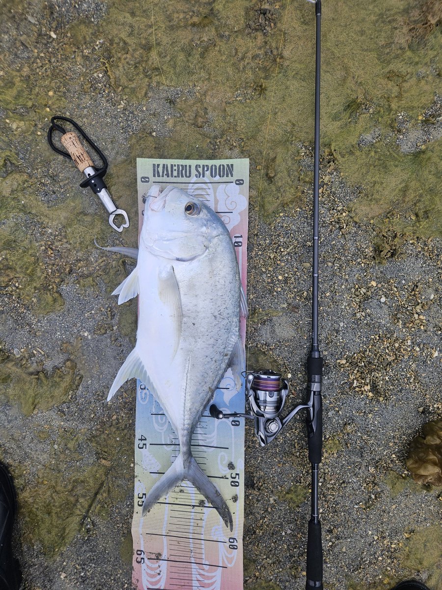 今日アーバンツイスターで
2バラシ1キャッチ🎣🐡👍
リーダーザラザラになったまま投げてて、HITして切れないようにドラグ緩めてヒヤヒヤしながらやり取りしたのは内緒だぞ🤫❗️次回の釣りはついに伊是名じゃー💪🌴🎵