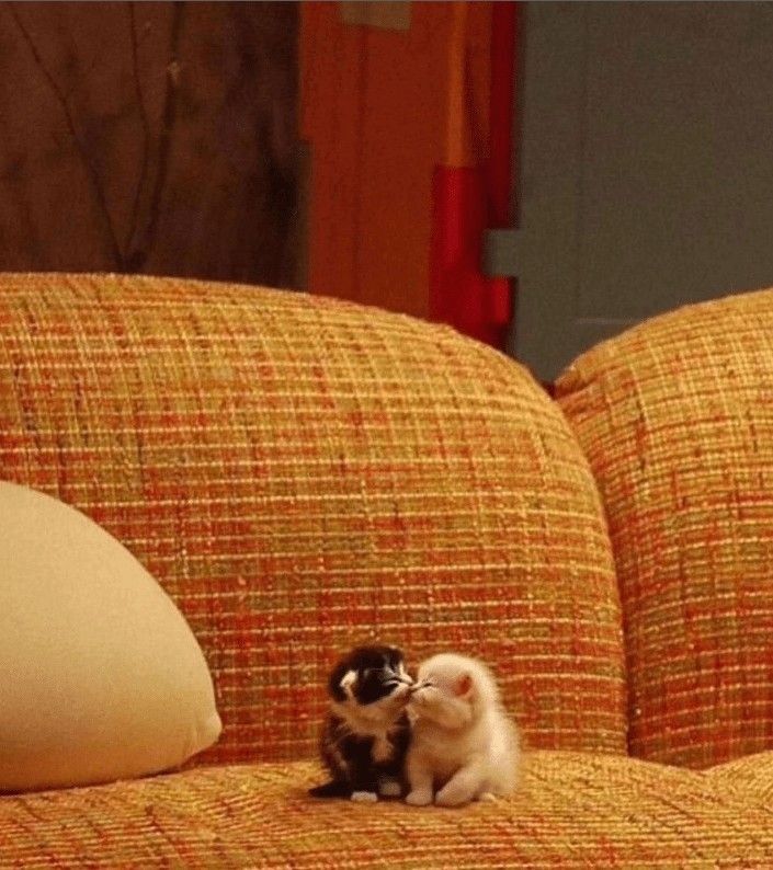Posts Of Cats tweet media
