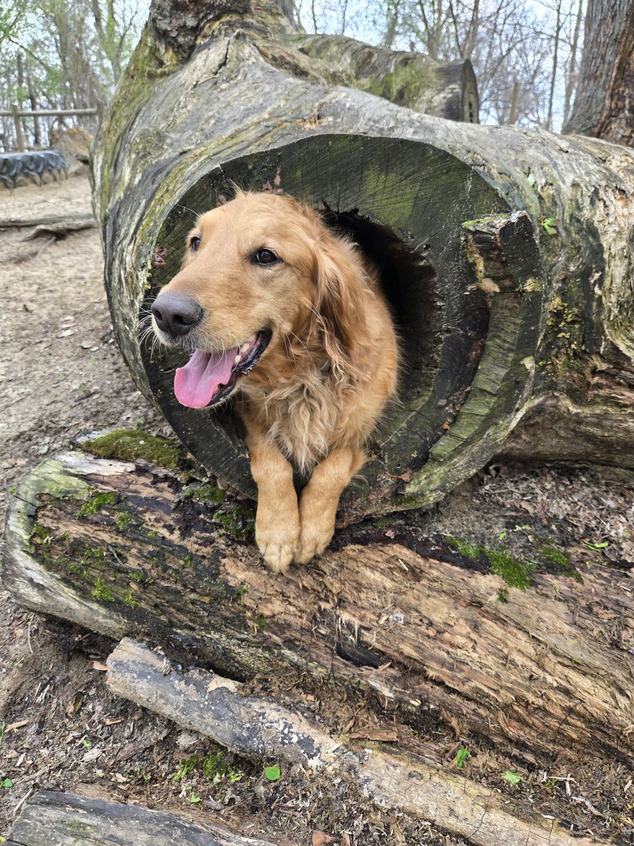 archie!