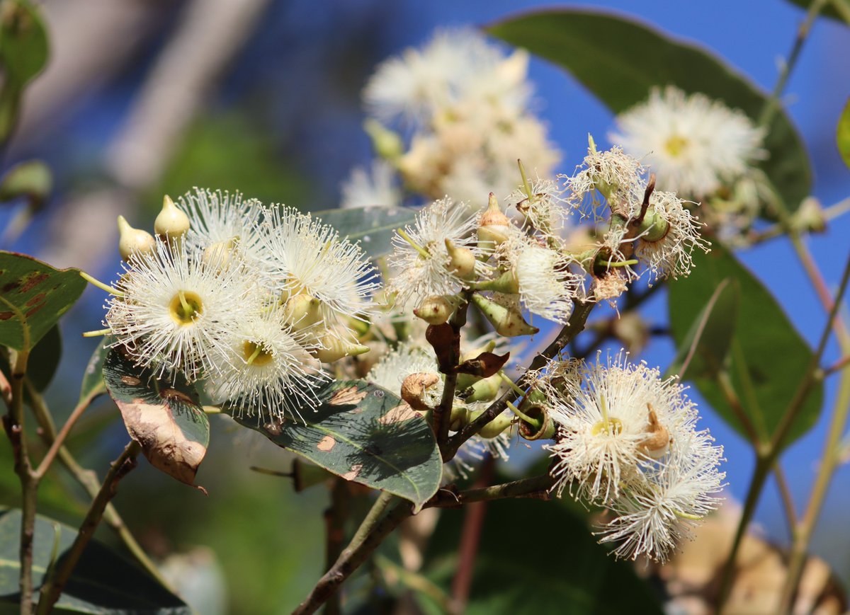 Pittwater Online News: Week Three April 2025 (April 14 - 27) is available now at: pittwateronlinenews.com