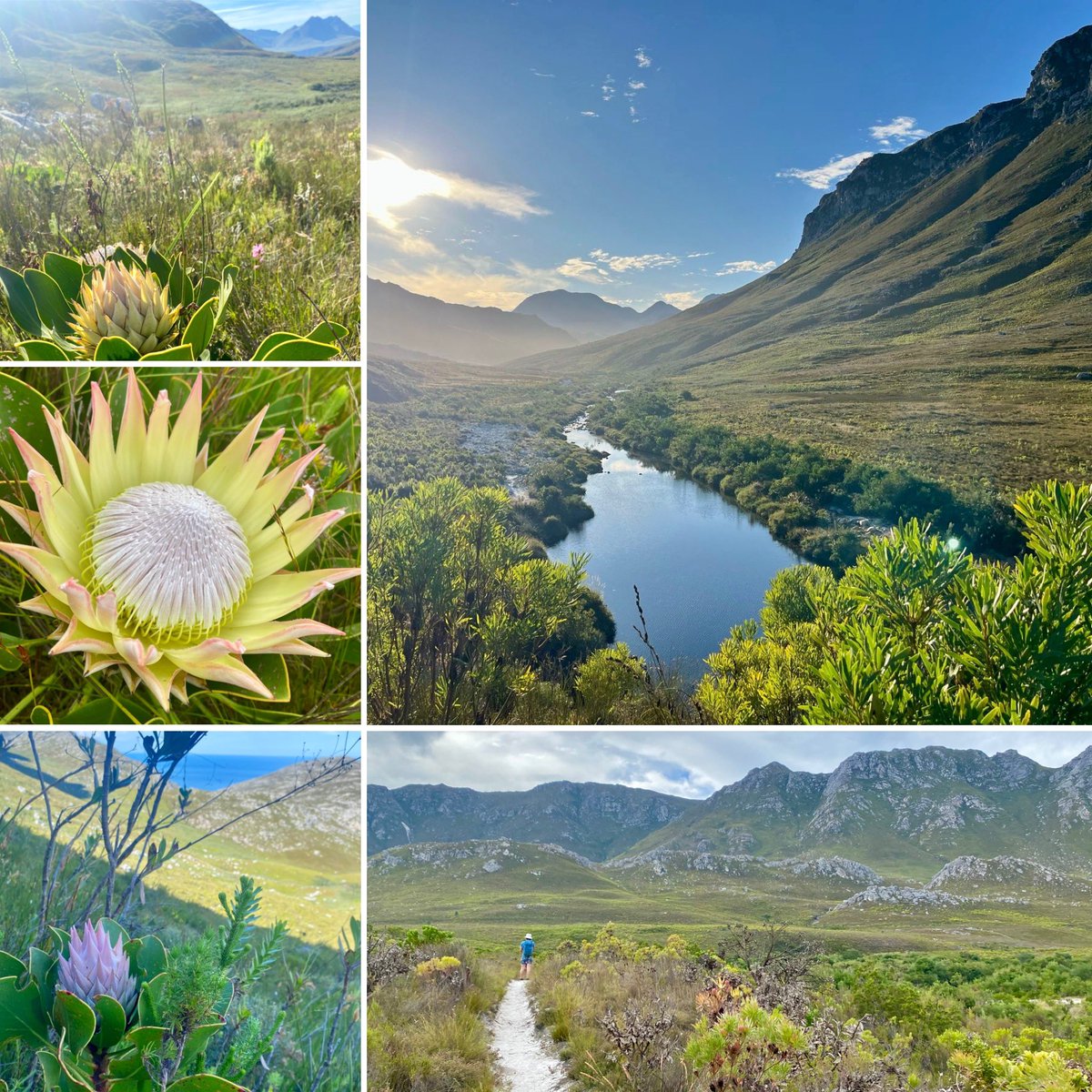 Cilnette tweet media