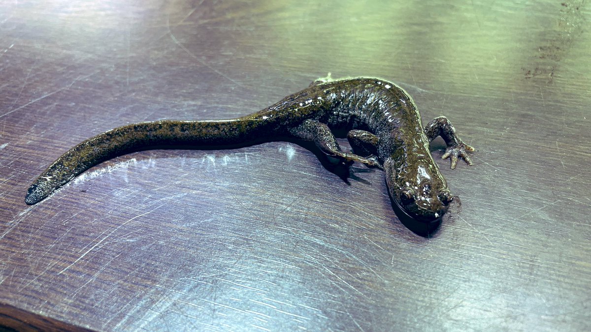 クロサンショウウオ入荷しました😊