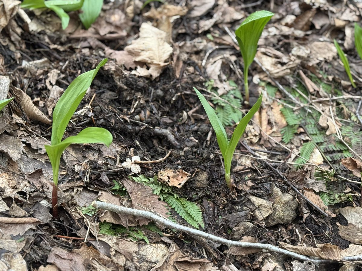 入山‼️二日連チャンはさすがにこたえる😩大至急リュック一つ採って帰らねば💨