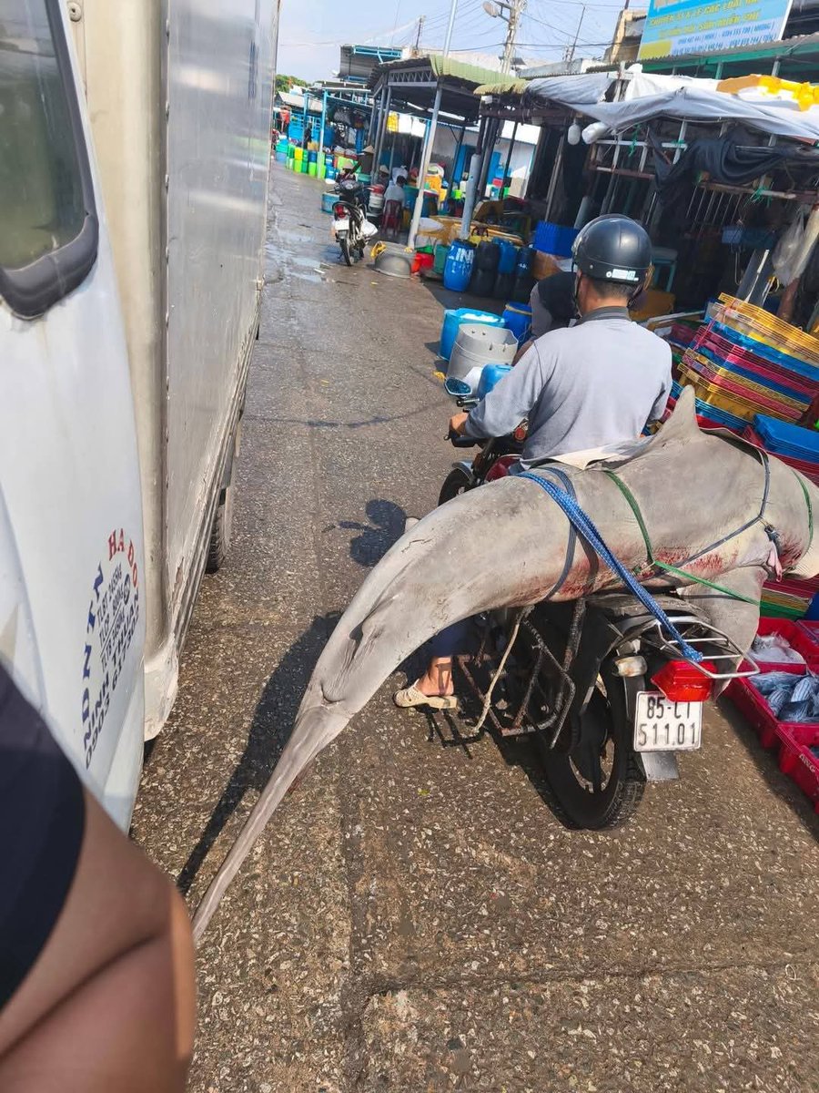 Baby shark doo doo doo......🤣🤣
Cảng Đông Hải, Phan Rang.