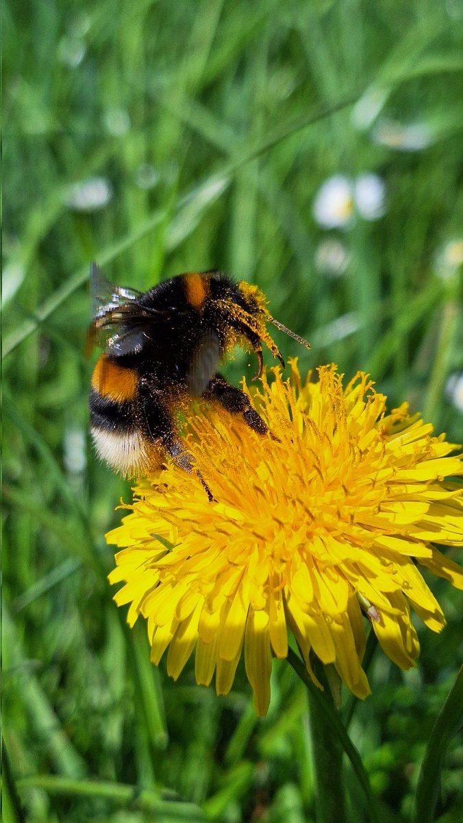 🌿🐝🏵💛🌿

#SundayYellow