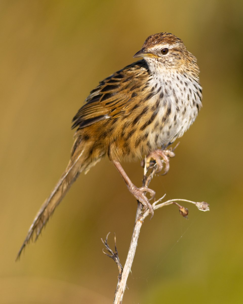 DrPaulSorrell's tweet photo. Another mātātā (fernbird) image from last month's dawn excursion.
#birdphotography #TwitterNatureCommunity #birds #nzbirds #wildlifephotography #NaturePhotography #BBCWildlifePOTD #ThePhotoHour #PhotoOfTheDay #BirdsSeenIn2025 #Fernbird #NewZealandFernbird #Mātātā #GoldenHour https://t.co/jUlgi5tRTG