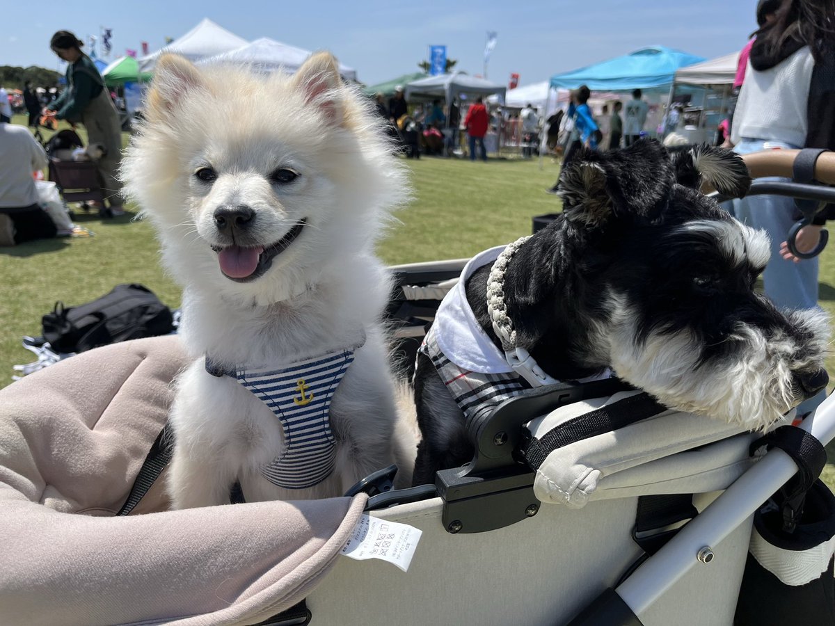 #ビーチドッグフェス2025