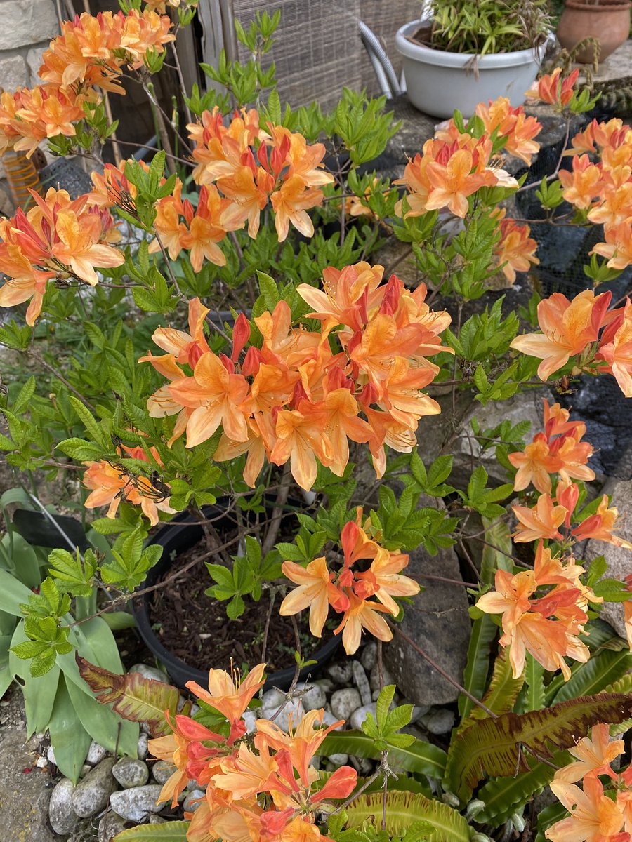 G27Marco's tweet photo. Elle aussi a pris ses aises au #jardin #azalee #rhododendron près du bassin #fleur #plante https://t.co/7nhSoLV6ee