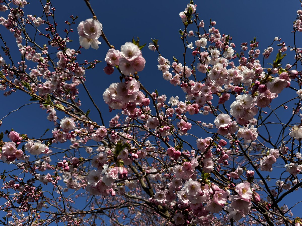 Roihuvuoren kirsikkapuistossa kukkii jo yksi kirsikkapuu. Se on kesän merkki se ja ensi viikolla juhlistetaan vappua. On aika herätä talviunilta. Mitenkäs te muut?😉 #Huomenta #Hanami #Kirsikkapuut #Roihuvuori #Helsinki #Finland