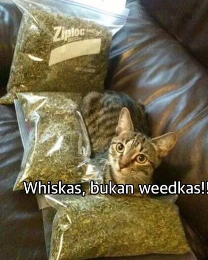 onecak's tweet photo. Salah beli makan kucing https://t.co/YOpy4HTzCB https://t.co/kenHKP7cPj