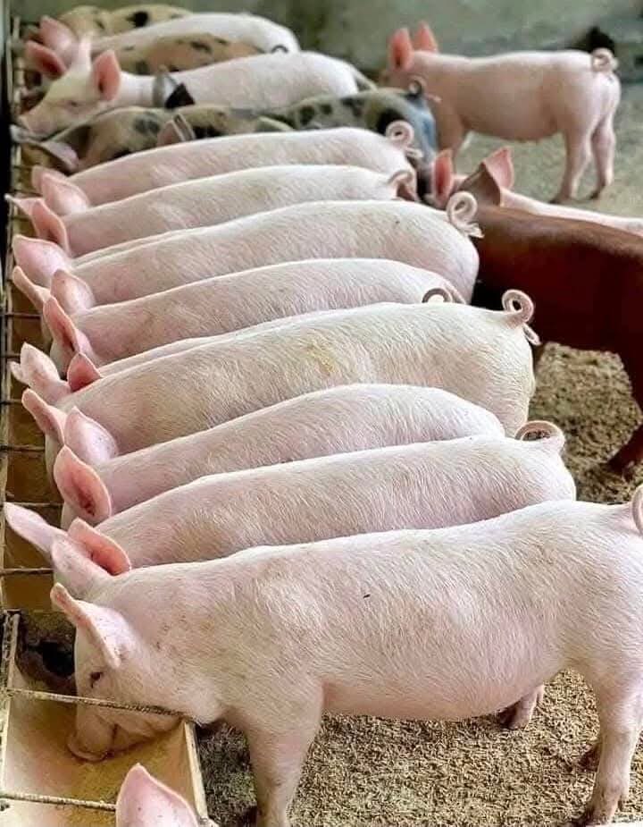 This is a lucrative business to consider if you want to invest in agriculture. #PigFarming
