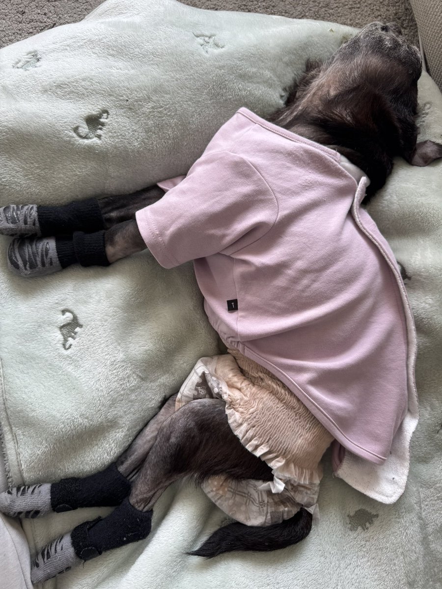 セブン🐶パグ17才 (@noir_blanc2021) / Posts / X