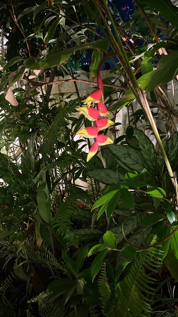 Fugaz, pero siempre especial. Viaje a la cintura del continente.
“TROPICO, para qué me diste las manos llenas de color? Todo lo que yo toque se llenará de sol.” - de ‘Deseos', Carlos Pellicer.