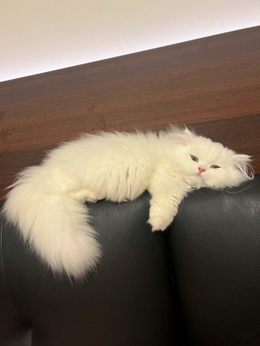 nocontextscats's tweet photo. no energy https://t.co/GUWAwe8fLK