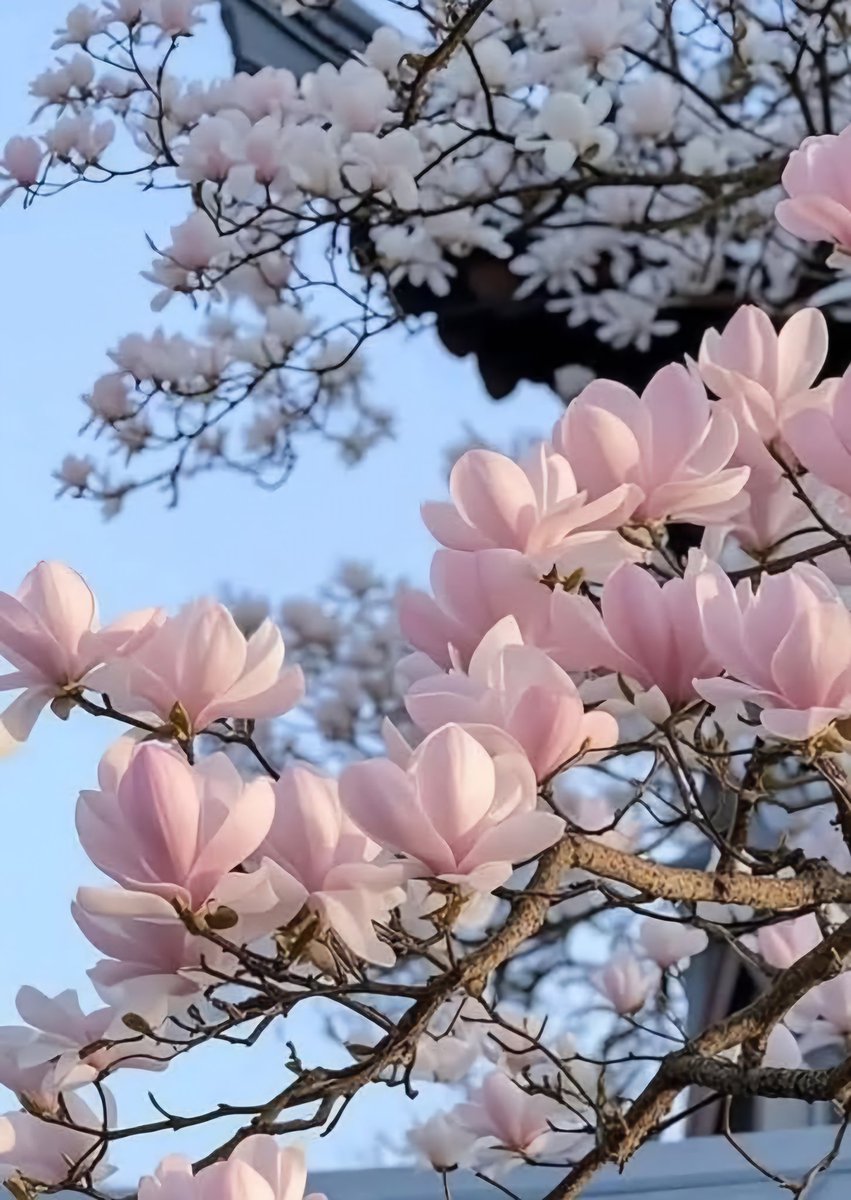 Good Sunday Morning 🩷