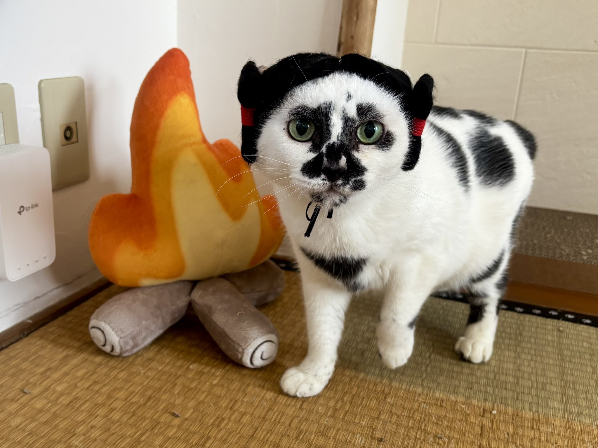 ティーカップにゃんにゃん♥リラちゃん(ΦωΦ)エキゾチック♥猫