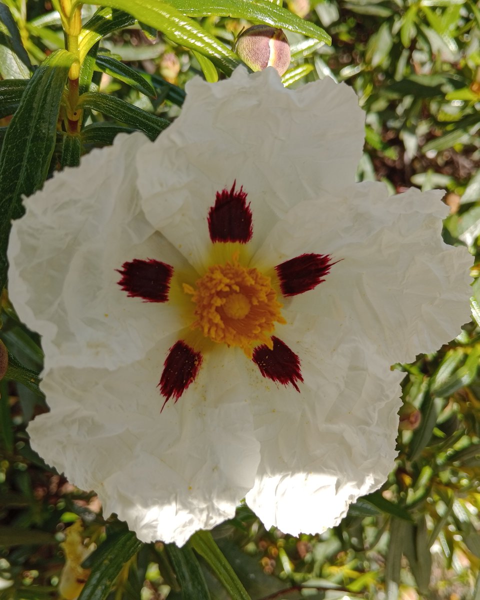 "... tal será mi epitafio,
nada, la Cruz desnuda,
el asombro,
ascuas en el corazón de los que me quisieron,
o el paso de la lluvia como un poema
entre las flores"

Fernando Alda 

Ínsula Barataria: Almenaras de sombra, 8 insulabaratariaa.blogspot.com/2025/04/almena…