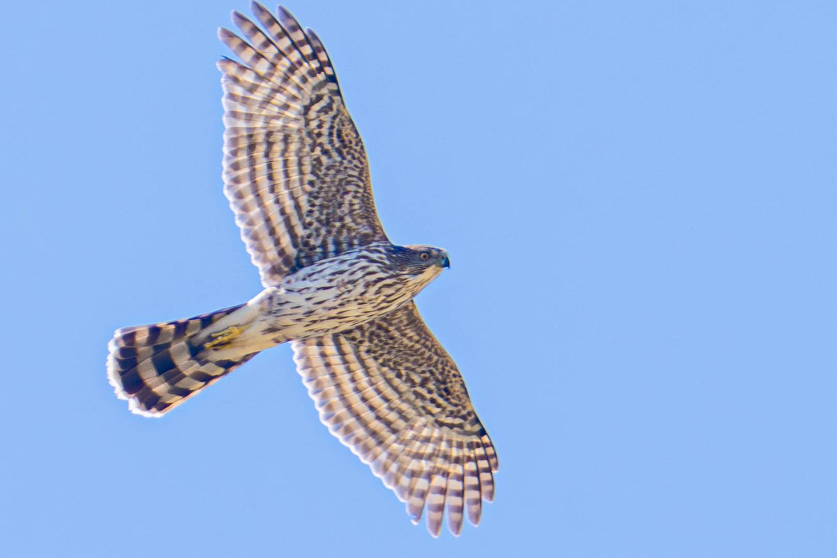 MarksGonePublic's tweet photo. Look up! 🦅 Pretty sure a sharp-shinned hawk just skimmed the sky right over my head in Coombs today. Those bold, banded wings were pure poetry against the blue. Moments like this are why I never leave home without the camera. #Coombs #VancouverIsland #Birding #HawkWatch https://t.co/M2c85NebJD
