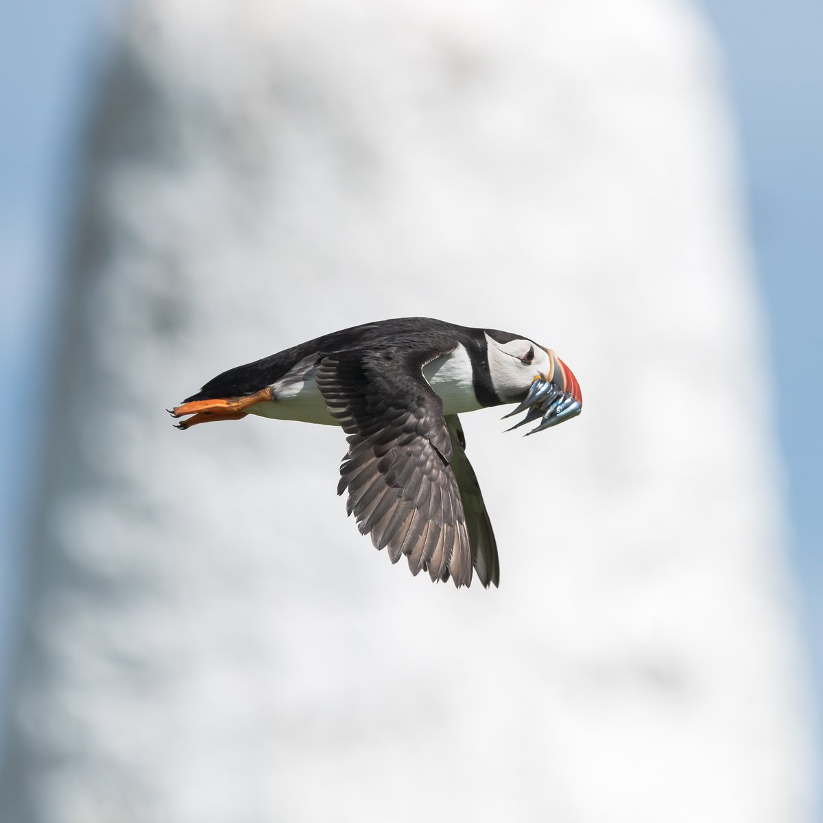 VisionsScotland's tweet photo. @SteelySeabirder Happy #SuperSeabirdSunday Here’s a few Puffins to brighten up your day! https://t.co/gr7r6JP46C