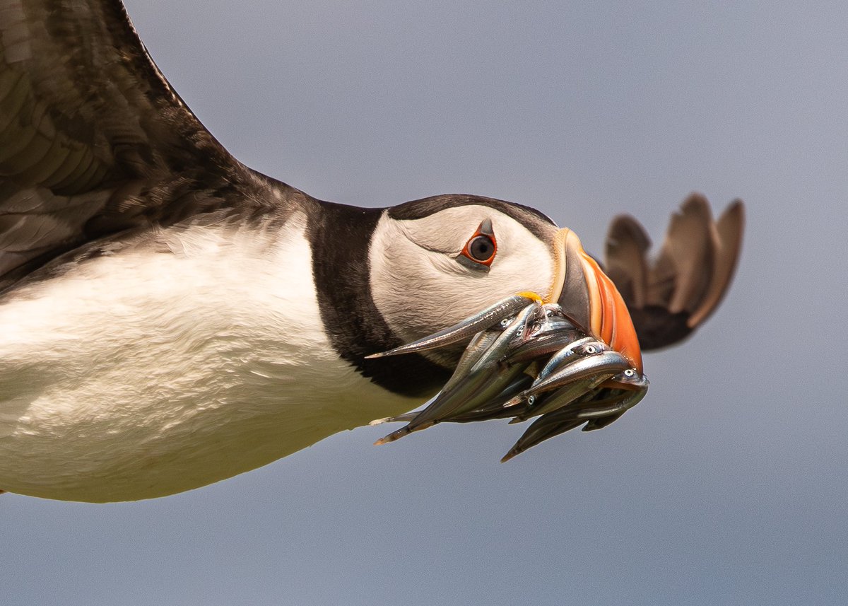 VisionsScotland's tweet photo. @SteelySeabirder Happy #SuperSeabirdSunday Here’s a few Puffins to brighten up your day! https://t.co/gr7r6JP46C