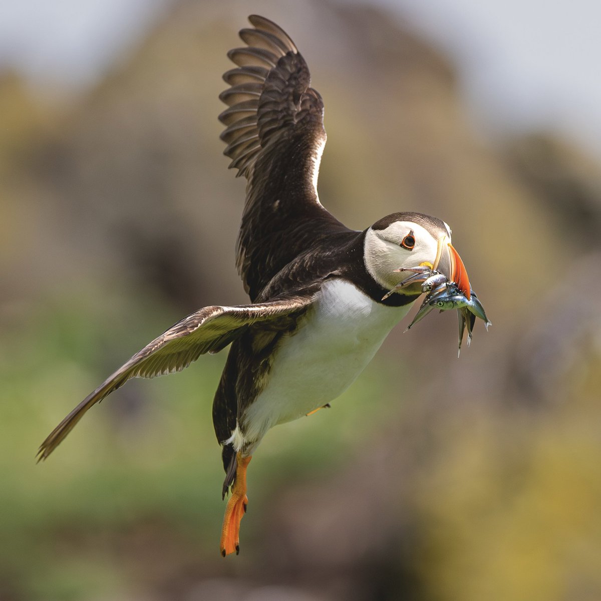 VisionsScotland's tweet photo. @SteelySeabirder Happy #SuperSeabirdSunday Here’s a few Puffins to brighten up your day! https://t.co/gr7r6JP46C