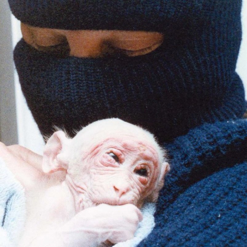 ruben_prz's tweet image. Britches era un mono macaco de pocos meses que fue destetado al día siguiente de su nacimiento y con apenas dos días de vida un científico lo tomó como objeto de investigación le cosió los párpados.

La "ciencia" más cruel aplicada a animales...