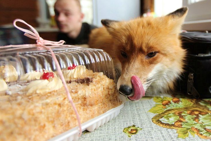 TheFoxLife's tweet photo. Dreaming of cake all day long ๐๐ฆโจ
#FoxLife #FoxLove #CuteFox https://t.co/AoTkQeFVAF