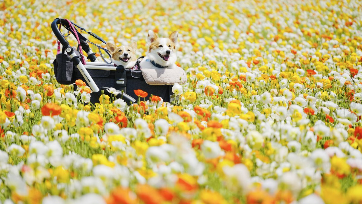 teppenmaruuu's tweet image. #Corgi 
#CorgiLover