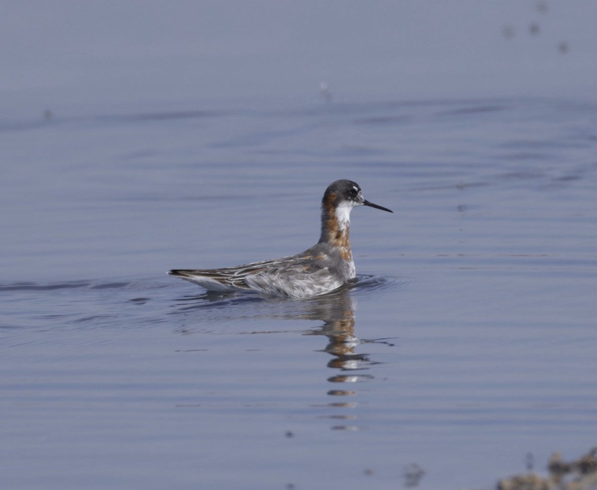 @birdsaroundcyprus Red-necked Phalarope. Ladies Mile Limassol. 27 Apr 25 #cyprusbirds #birdsseenin2025