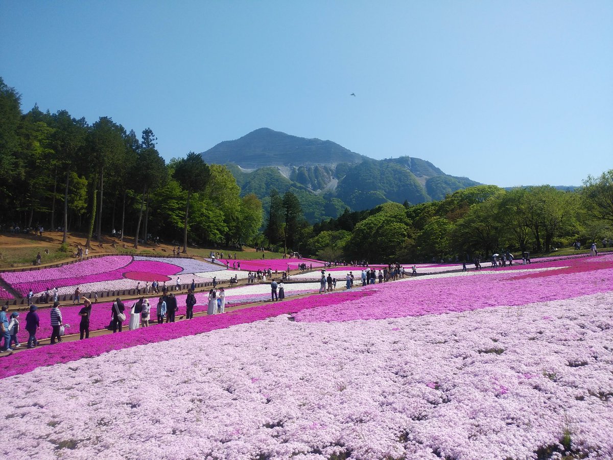 ssc_help's tweet photo. 羊山公園の芝桜を観に行って来ました。芝桜は見頃だったし、快晴だったし、ゴールデンウィーク期間中なため、混雑してました。 https://t.co/Fcgc457dTf
