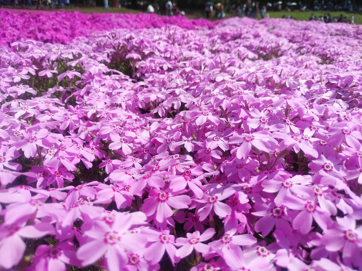 ssc_help's tweet photo. 羊山公園の芝桜を観に行って来ました。芝桜は見頃だったし、快晴だったし、ゴールデンウィーク期間中なため、混雑してました。 https://t.co/Fcgc457dTf