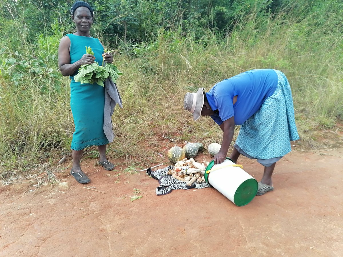 ChiredziScr's tweet photo. Last weekend in Ward 2, Zaka North, we explored how women use Indigenous Knowledge Systems for climate change adaptation. Key findings: Southern Ground Hornbill as a rain predictor  cicadas signaling the rainy season. Small grains  community gardens boost resilience. https://t.co/FOiFsuESM2
