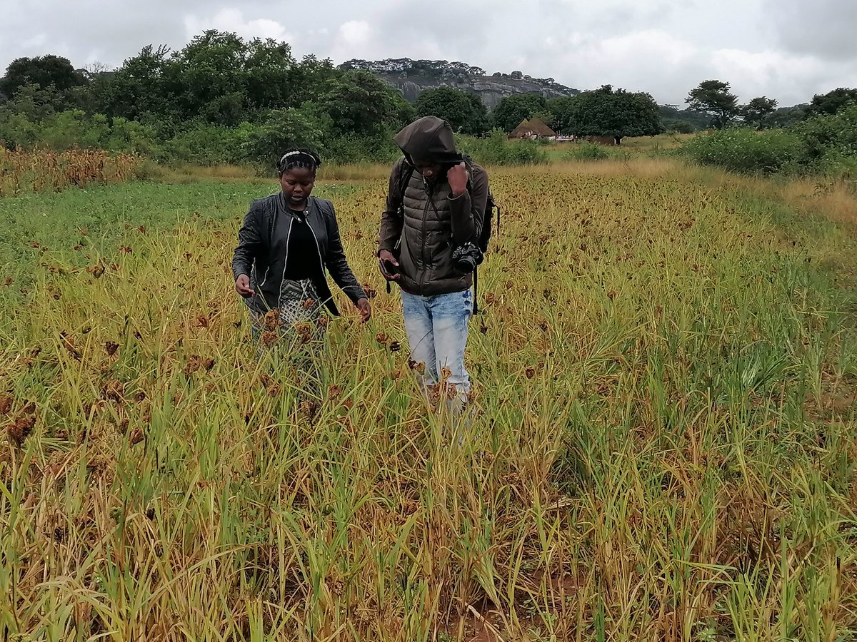 ChiredziScr's tweet photo. Last weekend in Ward 2, Zaka North, we explored how women use Indigenous Knowledge Systems for climate change adaptation. Key findings: Southern Ground Hornbill as a rain predictor  cicadas signaling the rainy season. Small grains  community gardens boost resilience. https://t.co/FOiFsuESM2