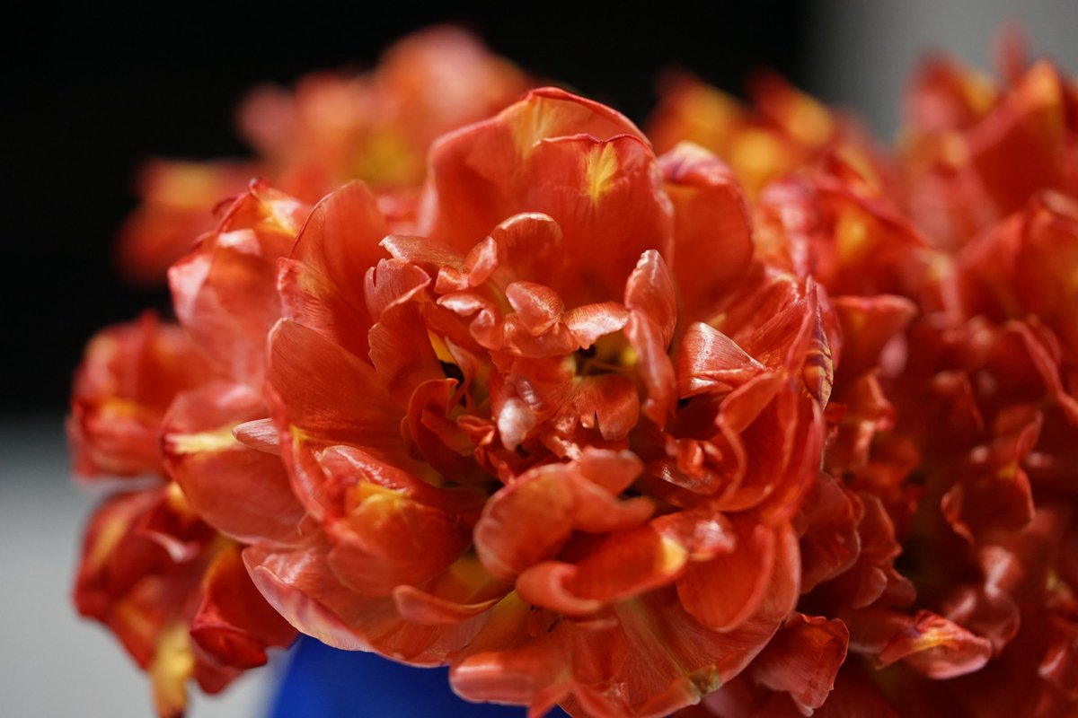 Guten Morgen ihr Lieben 🫶 
Habt einen schönen Sonntag 🌸☕️☕️🤗👋🌸🌺