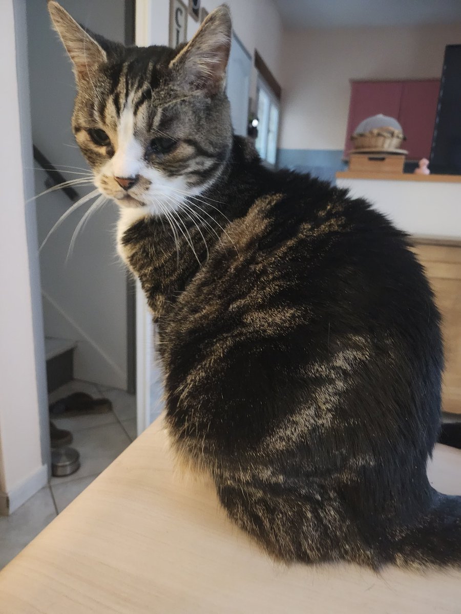 Mam&Boule❤️⭐&Muscade❤️ tweet media