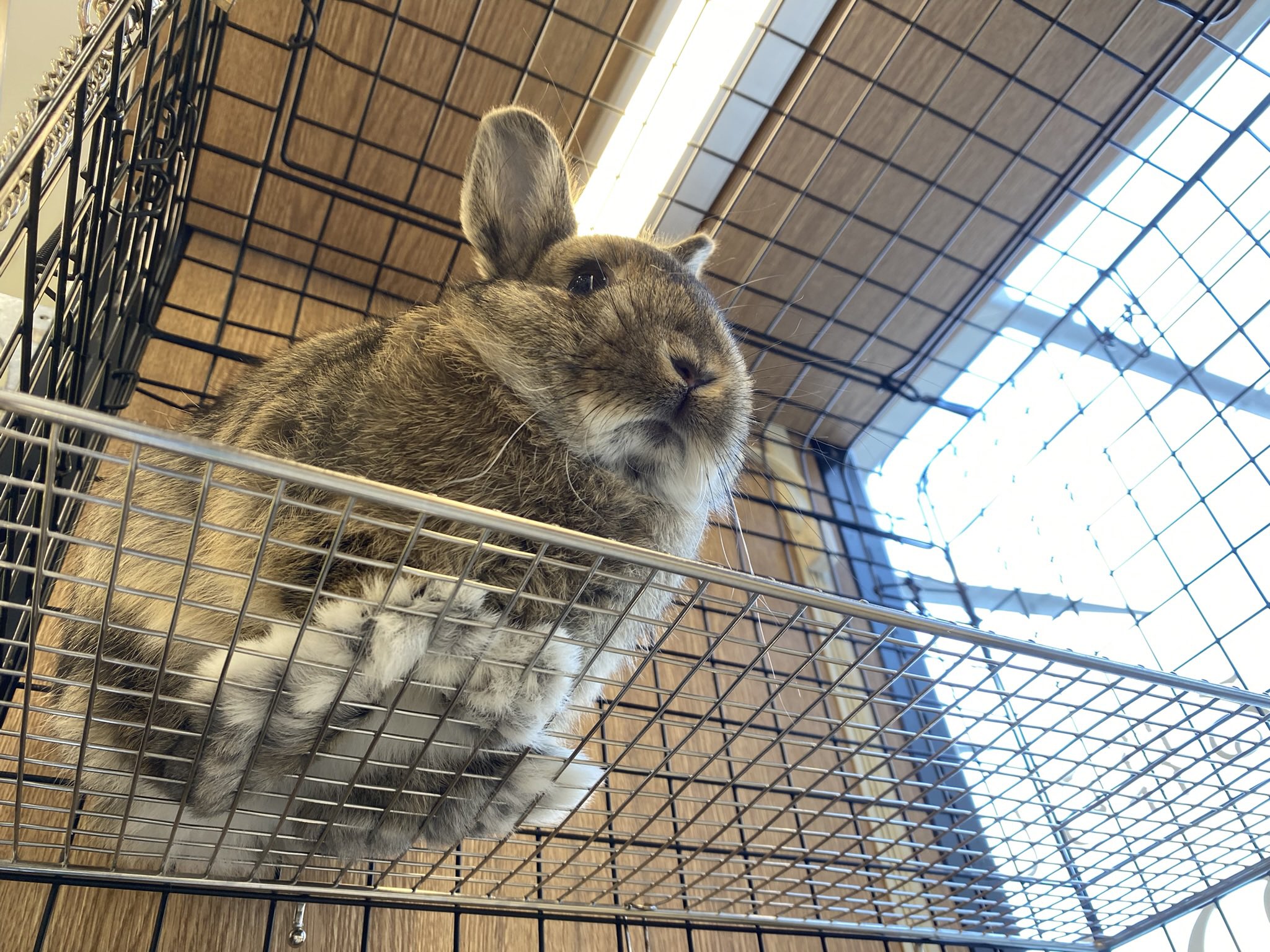 うさぎのしっぽオリナス錦糸町店 on X: うさぎのしっぽオリナス錦糸町店 on X: