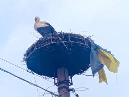 pogrebeckij's tweet photo. Буде мир в Україні!
У місті Перечин на Закарпатті лелека зранку приніс до свого гнізда прапор України. https://t.co/9XQlj3kvcE