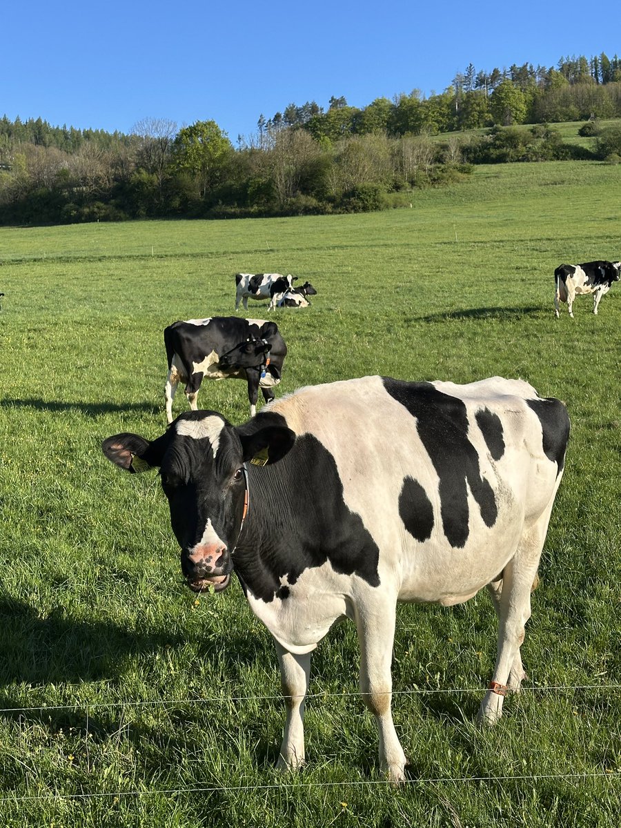 derSchniep's tweet photo. Sunday Runday #laufschnielauf fertig ✔️ 🍀🌞💪😁 schönen sonnigen Sonntag euch allen 😎🌞 #strava #laufliebe #watchshot #muh 🐄 https://t.co/WuJtP65poF