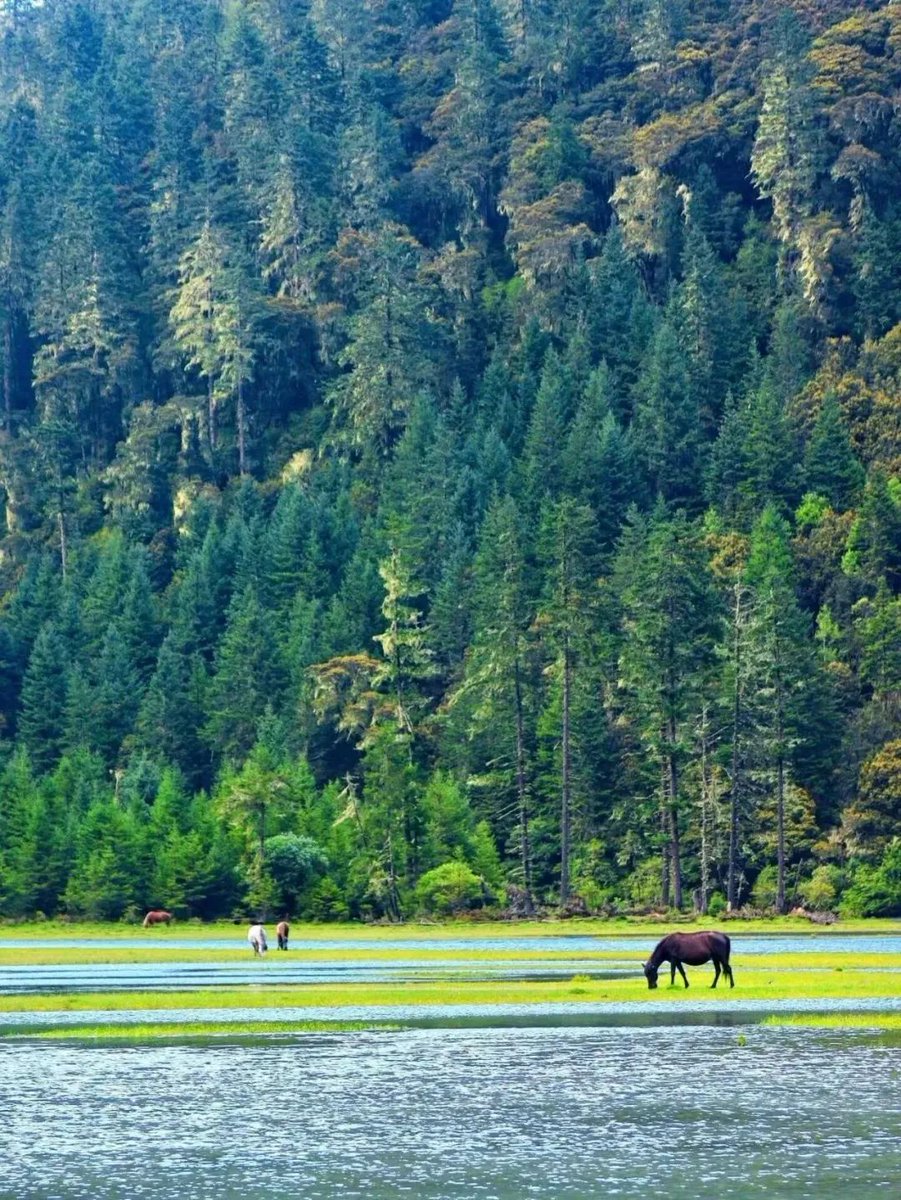GanziChina's tweet image. Ganzi Road Trip: May Day Special 
First stop: Hehuahai National Forest Park
📍Pusharong Township, Kangding (between Gongga Mountain &amp;amp; Wuxuhai Scenic Area)
Explore pristine forests, wild animals, hot springs, alpine lakes &amp;amp; glaciers!
#GanziGuide #SpringTrip #Travel #China #MayDay