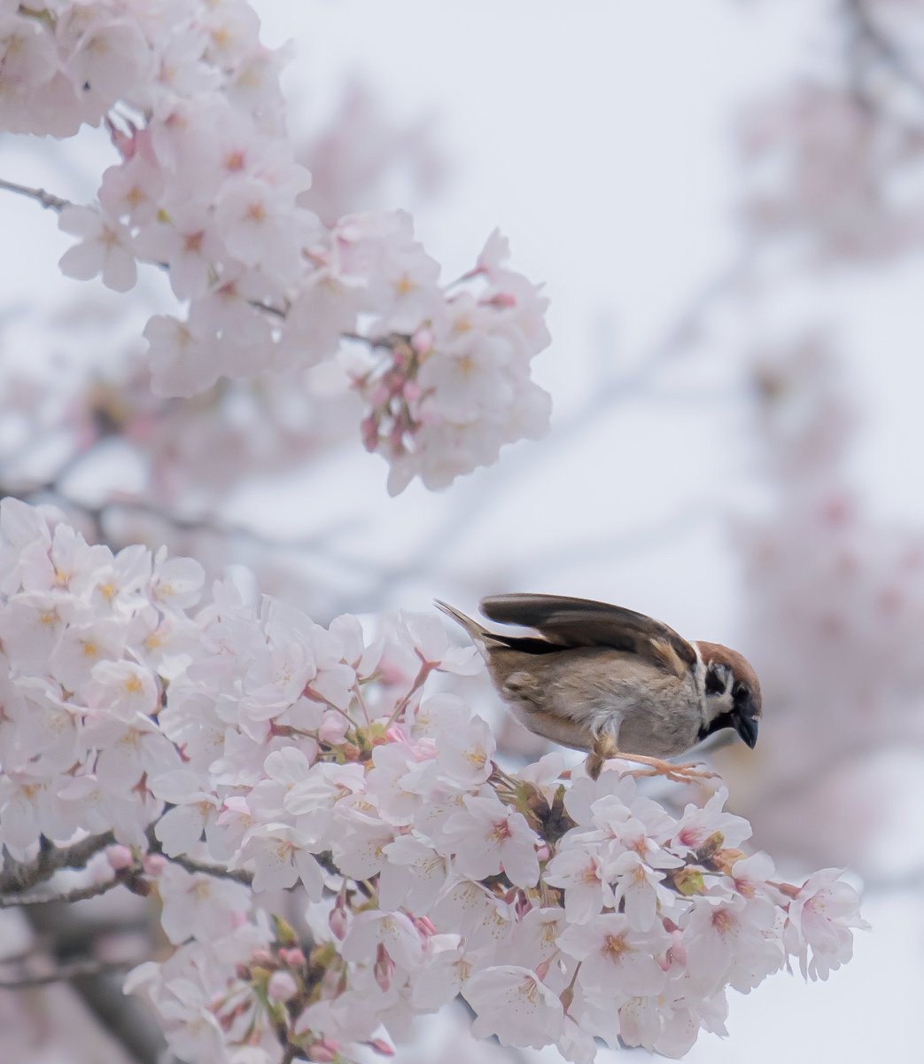 _zweideutig's tweet photo. 日常の見過ごされがちな美しさや妖しさ、静けさを表現する写真家をめざして活動しており、各種国際フォトコンにも挑戦中です。
良ければフォローお待ちしております！
ちなみにこんな写真撮ってます！
  #作品をみてくださいあわよくばフォローしてください #フォローしてくれたら嬉しいです https://t.co/mZA62kg1Kr