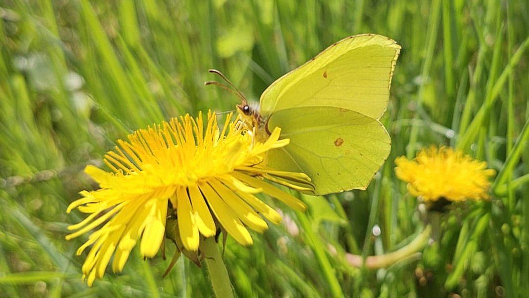 IsaVerbist's tweet photo. 💛 #Commonbrimstone #dandelion for #SundayYellow
#butterfly #channel169 #naturelovers #ThePhotohour #flowersonsunday #TwitterNatureCommunity #wildflowerhour #NaturePhotography #butterflyphotography @europebutterfly #NatureBeauty @savebutterflies
@DandelionAppre1 #butterflies https://t.co/WEo2oloId1