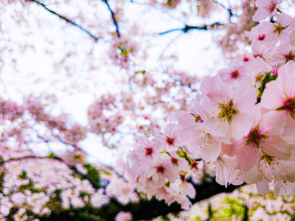 Loco_Style_HO's tweet photo. 皆さんこんにちは♪
いよいよ札幌も桜が咲きましたね🌸
髪をサッパリ春スタイルにするには絶好の時期ですよー♪
#札幌市
#手稲区
#星置
#カット専門店
#1500円カット
#メンズカット
#レディースカット
#キッズカット
#ラインカット
#動画を見せながらカット
#抱っこしながらカット
#車椅子のままカット https://t.co/LCUNAe4cCY